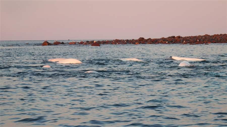 Beluga whales