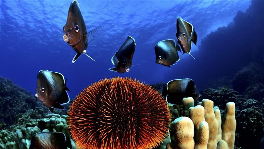 Conservation solutions 3