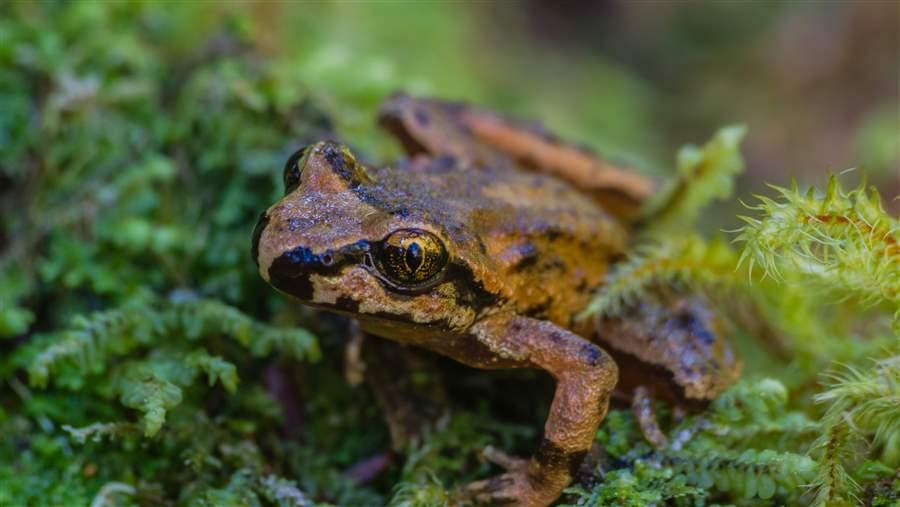 Spotted frogs