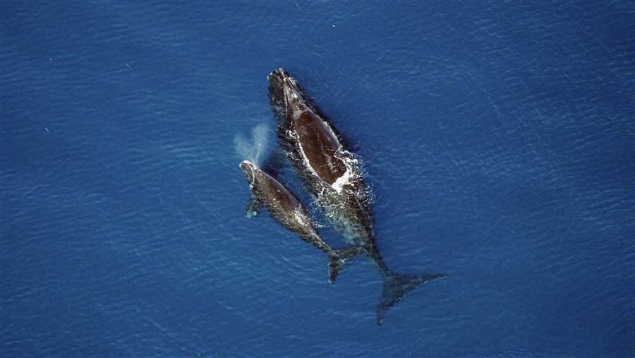Northeast Canyons and Seamounts Marine Monument
