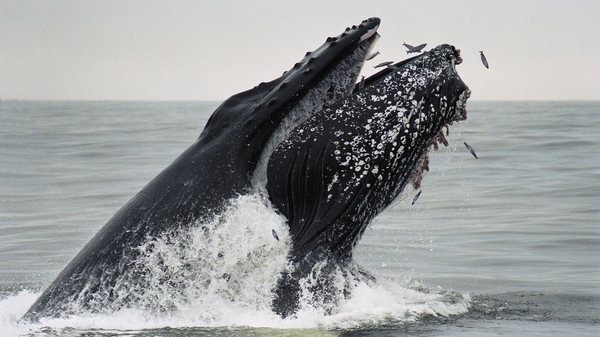Mid-Atlantic Forage Fish | The Pew Charitable Trusts