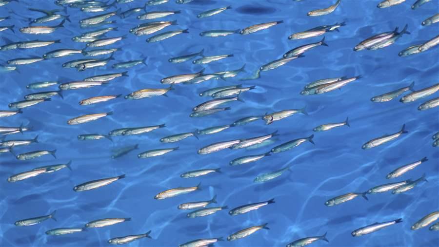 School of anchovies