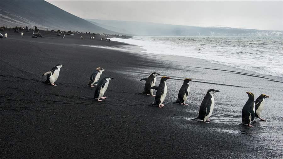 Penguin beach