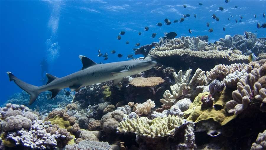 Australian Marine Protections