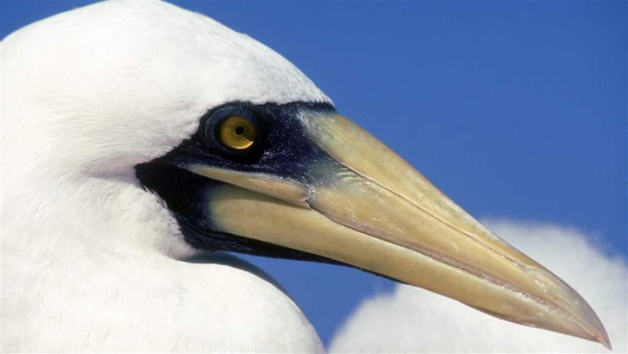 Marine protections in Australia