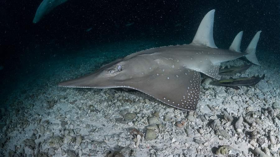 Global shark fin trade