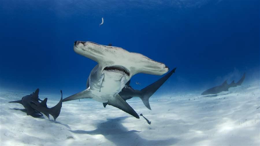 Global shark fin trade