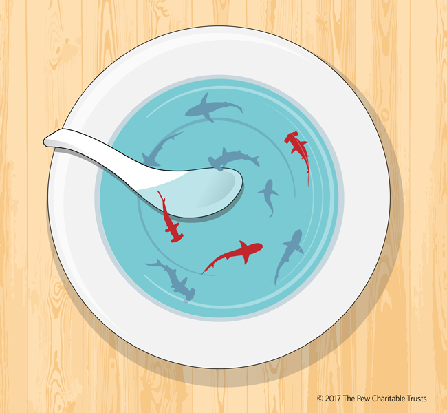 Global shark fin trade