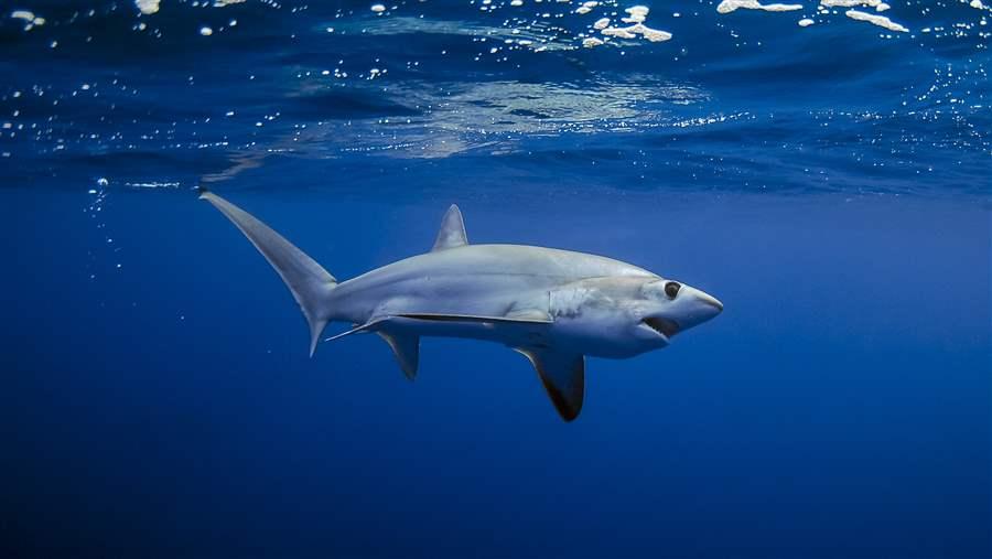 thresher sharks