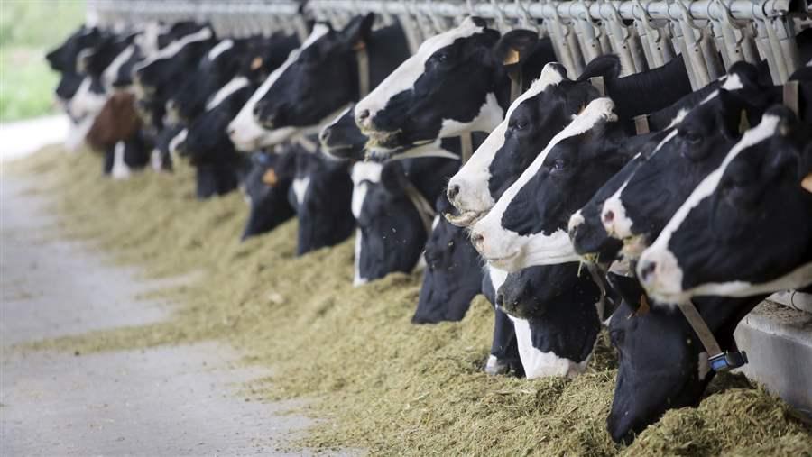 Cows eating