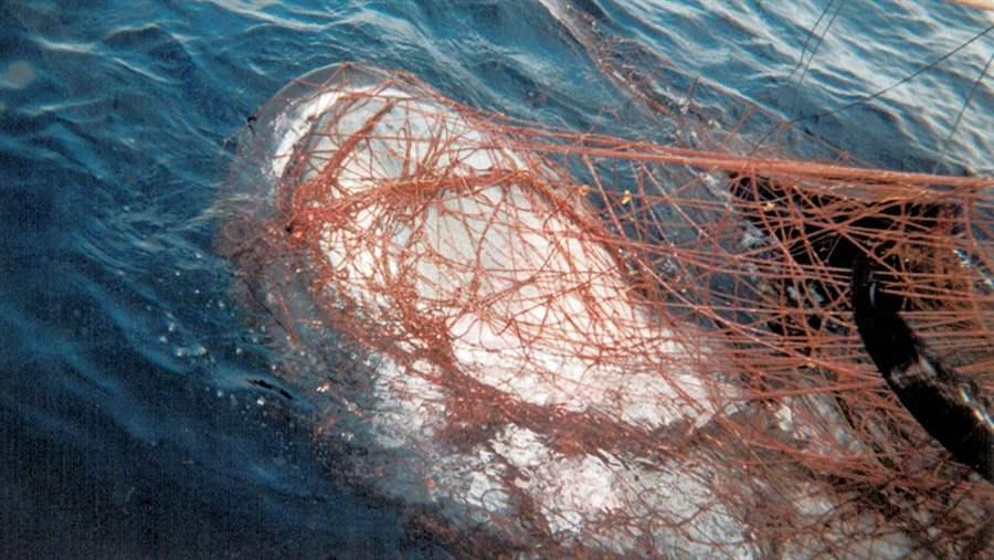Drift gillnets