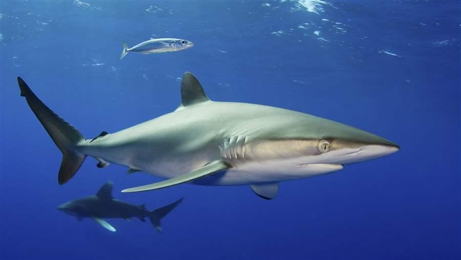 Shark protections