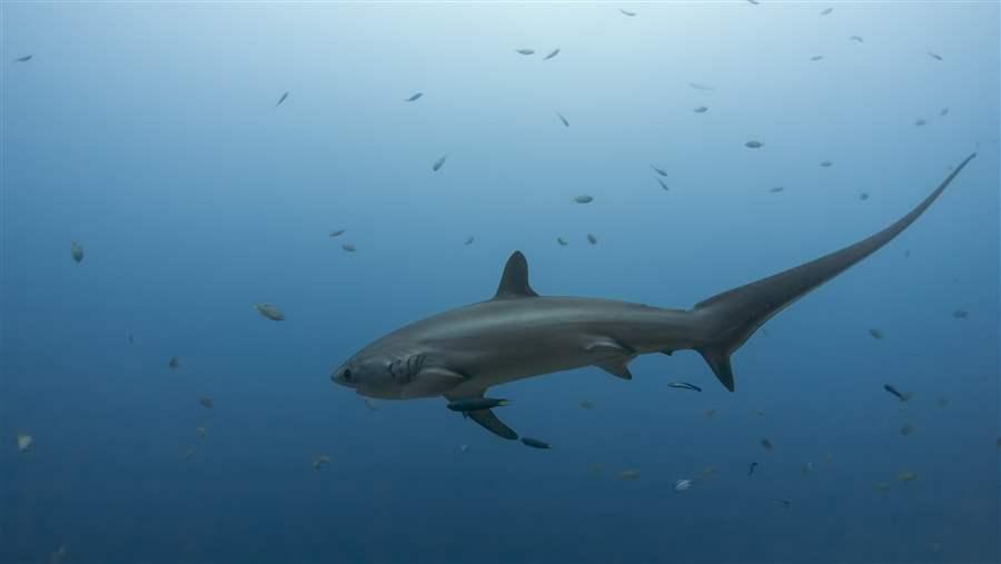 Shark protections