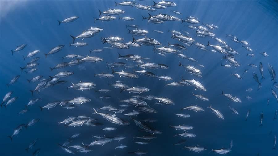 Tuna