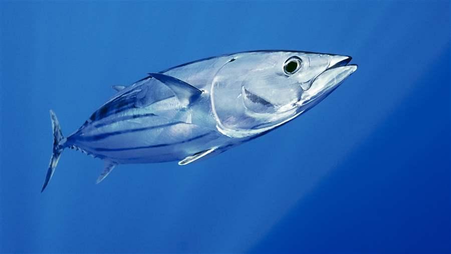 Tuna