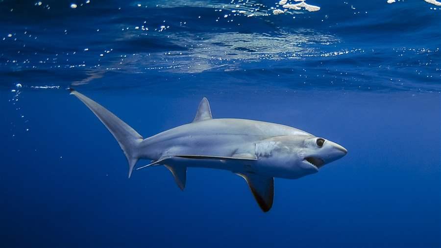 Bigeye thresher shark