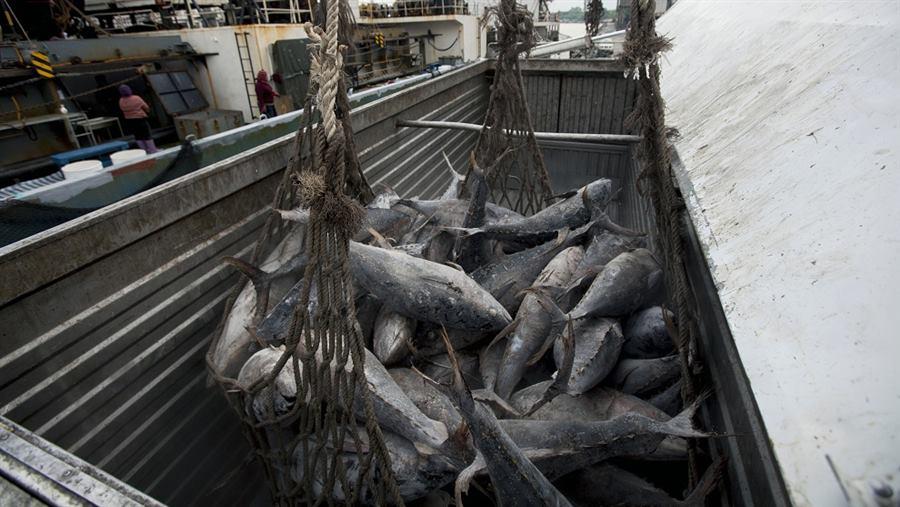 Illegal fishing