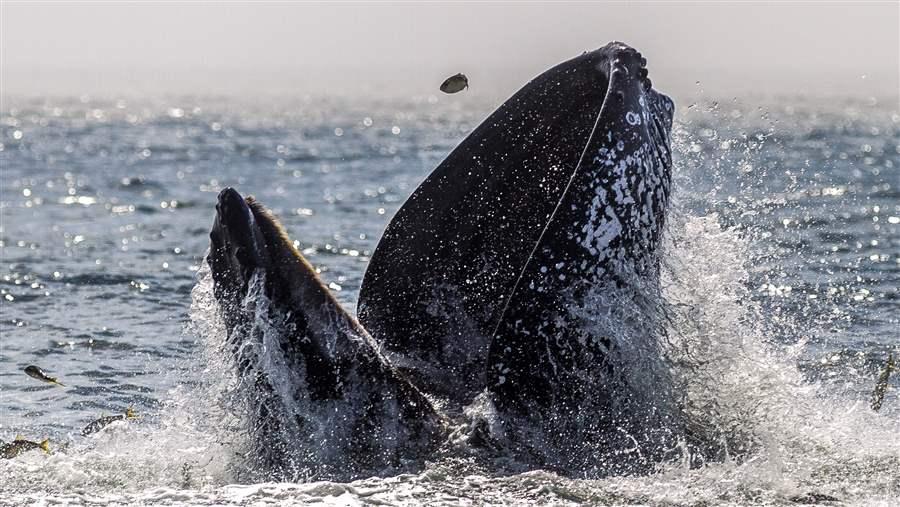 Menhaden