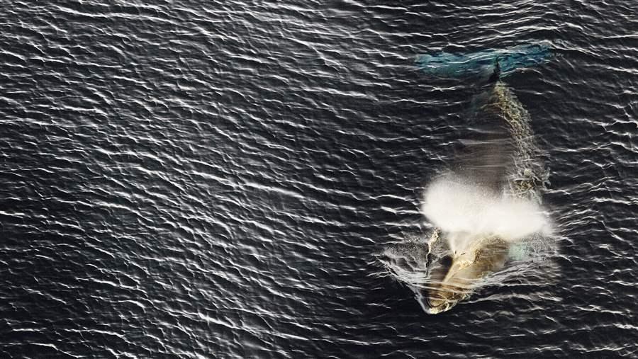Southern Ocean