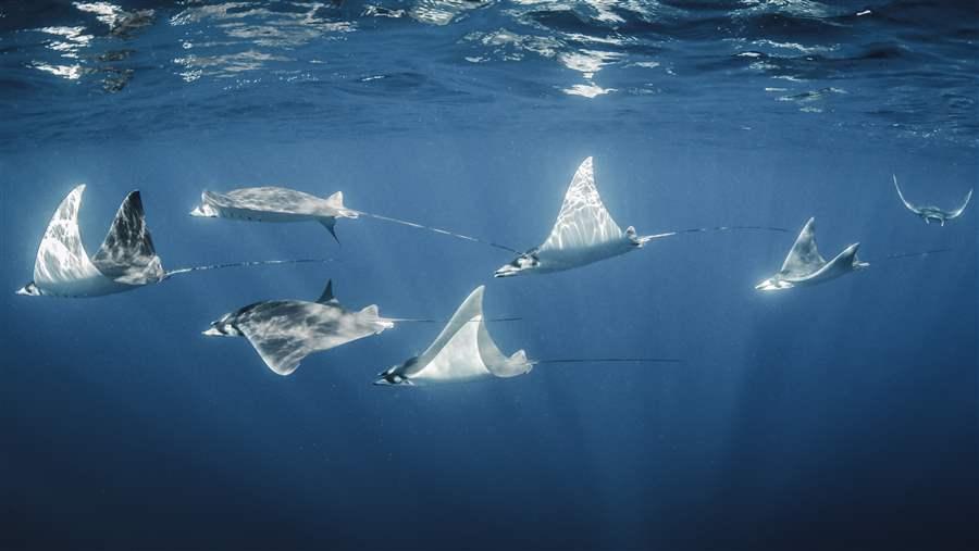 Shark and ray conservation