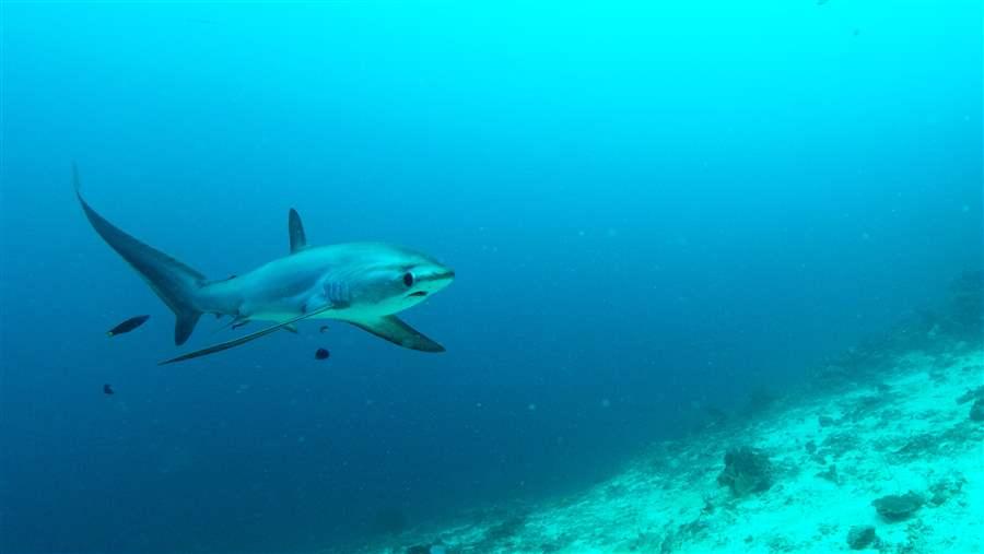 Shark and ray conservation