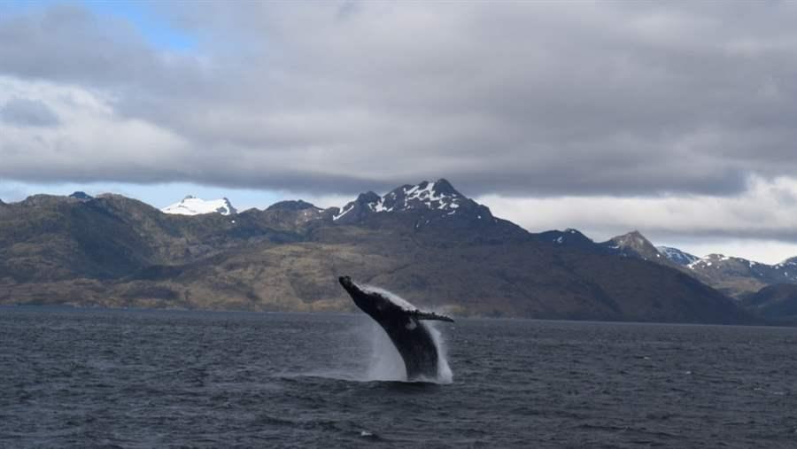 Patagonia