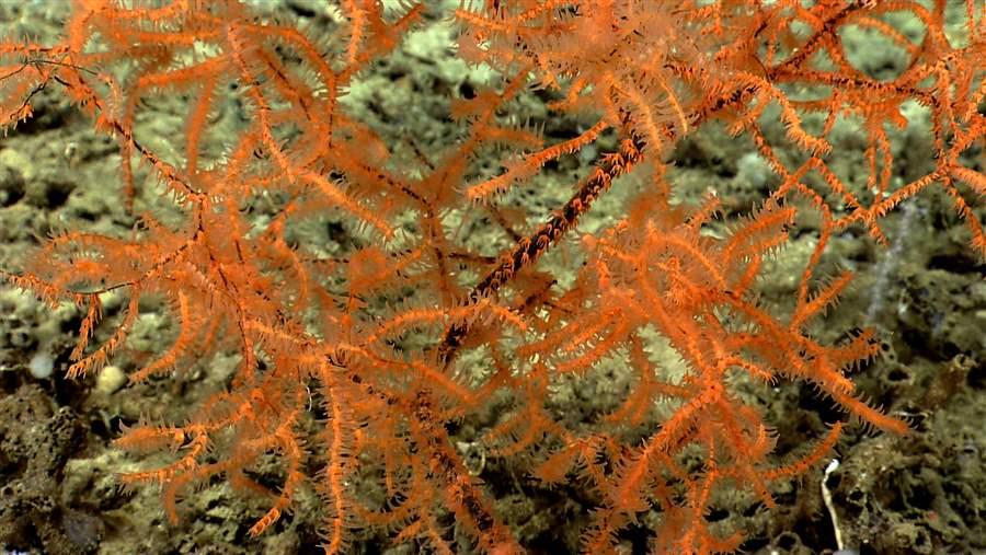 Coral