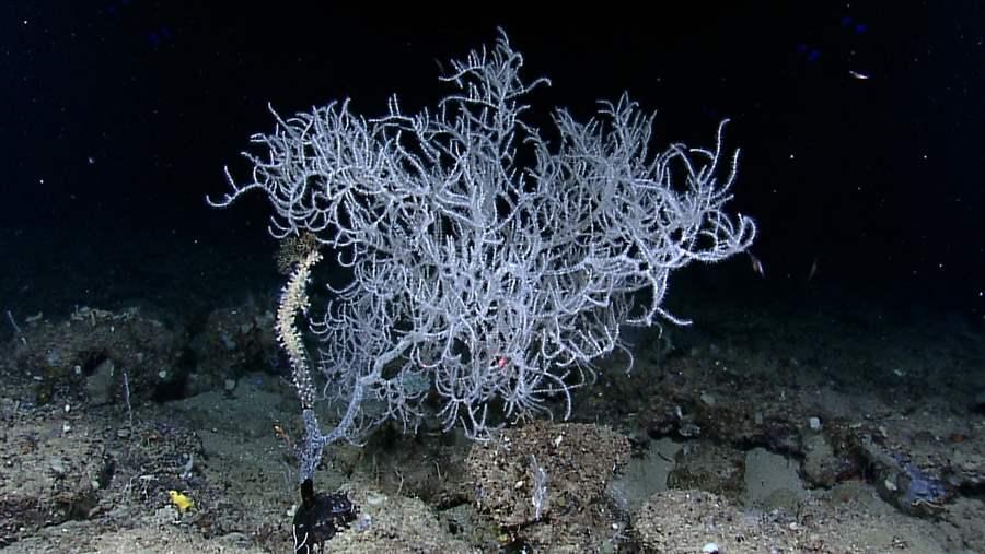 Coral