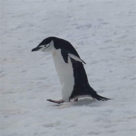 Southern Ocean