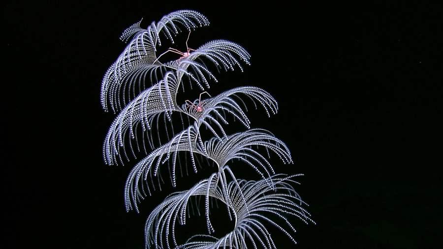 Octocorals