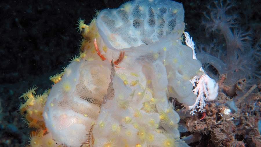 DeepSeaCoral_3