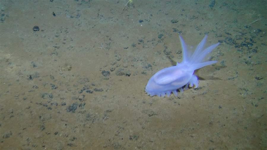 sea cucumber