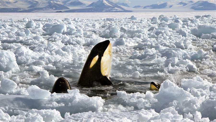 Killer whales
