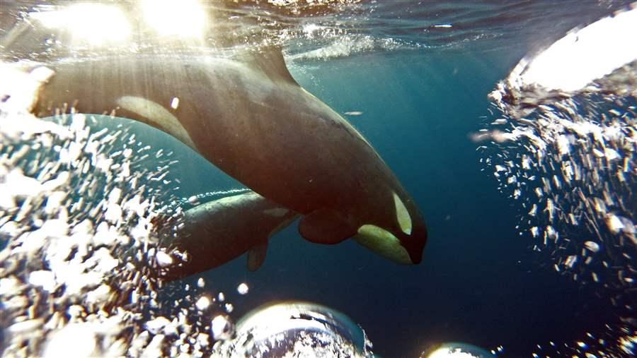 Killer whales