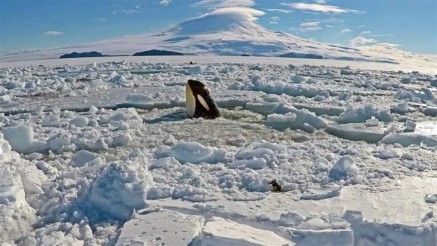 Killer whales