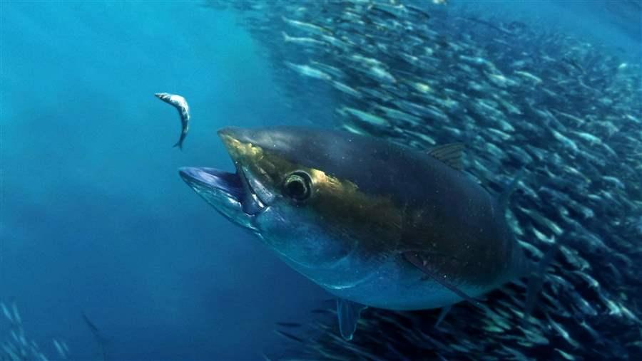 World Tuna Day