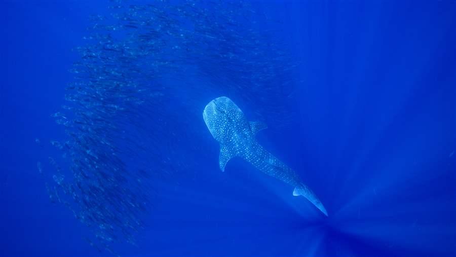 Shark and ray conservation