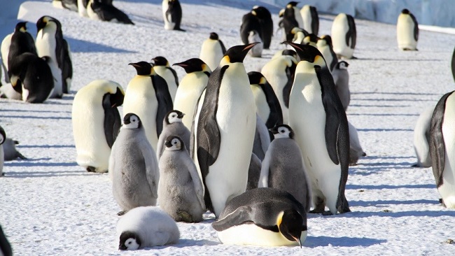 World Penguin Day