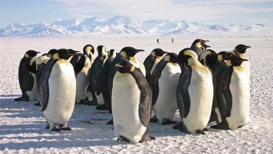 World Penguin Day
