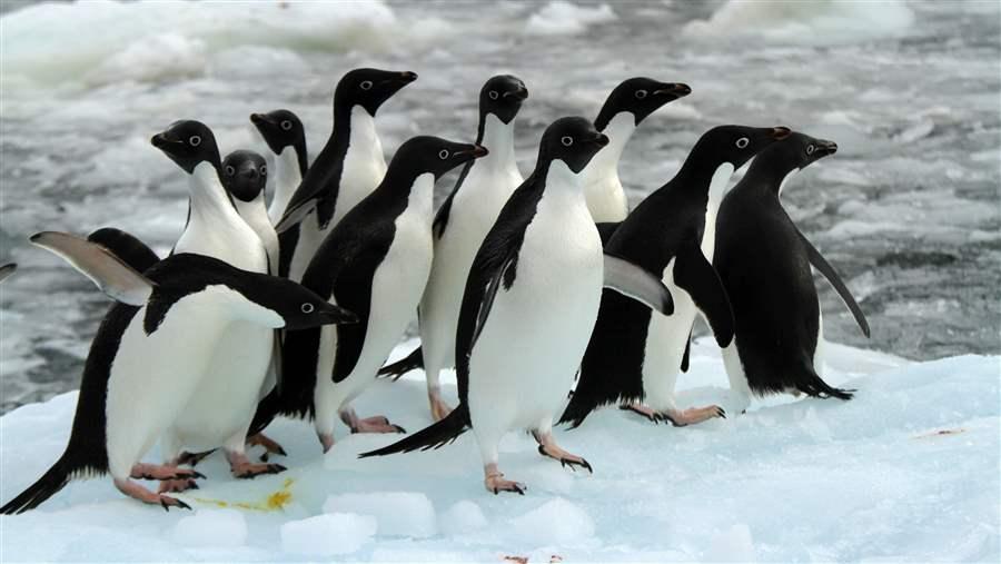 World Penguin Day