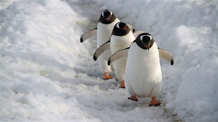 World Penguin Day