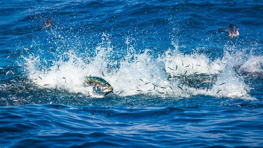 Pacific Bluefin tuna