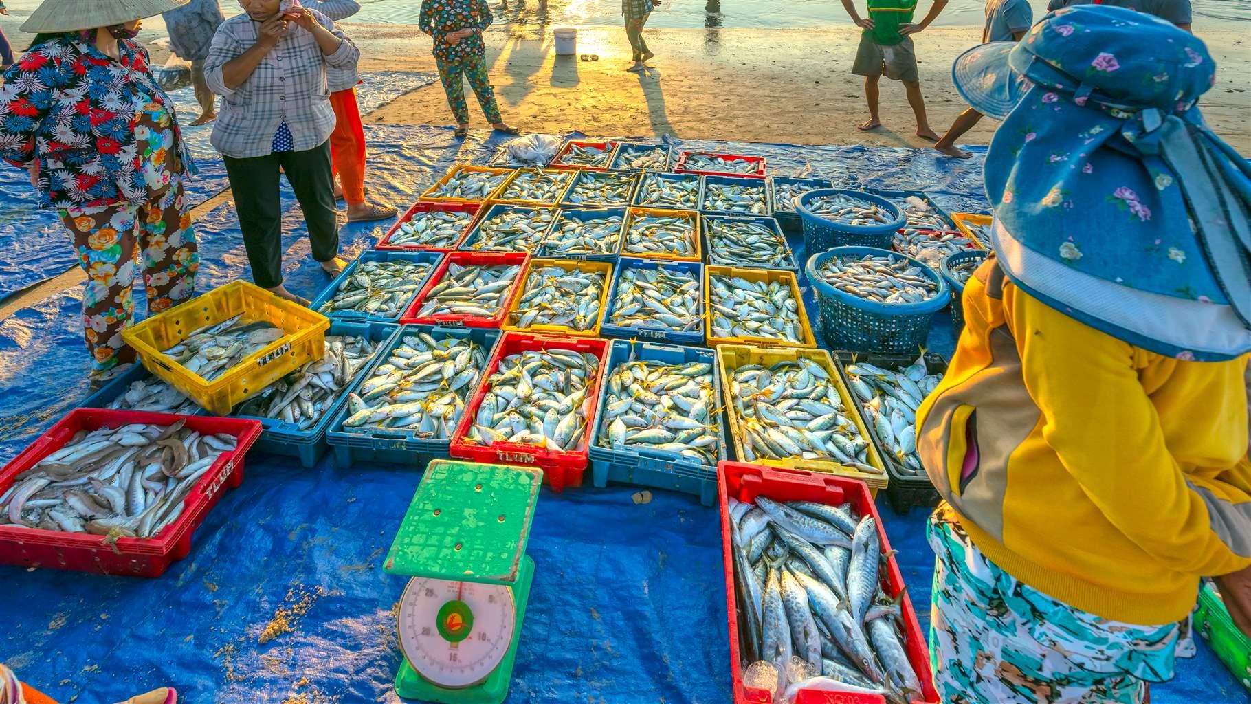 Fish Indigneous Retail Seafood Sectors Agree to Protect Supply Chains Against Illegal Fishing ...