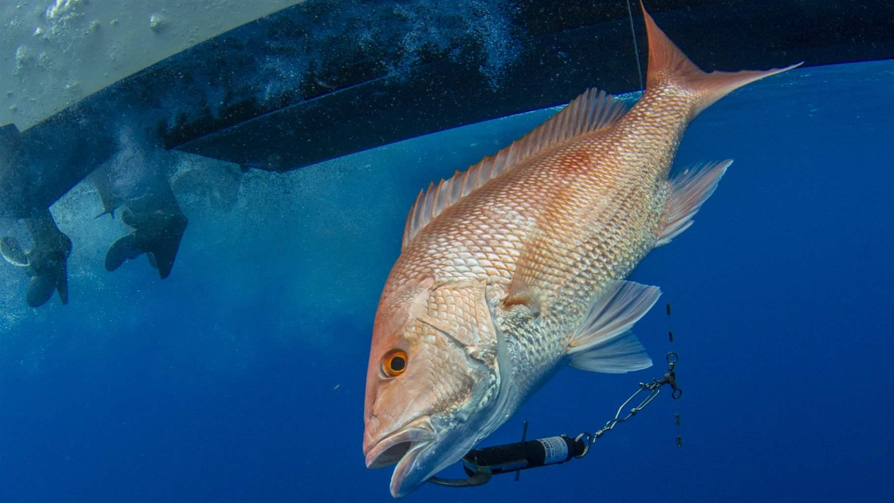 Fish Get the Bends Too—and Millions Are Dying From It | The Pew ...