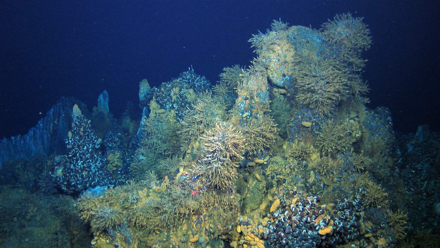 Deep-Sea Mining on Hydrothermal Vents Threatens Biodiversity | The Pew ...
