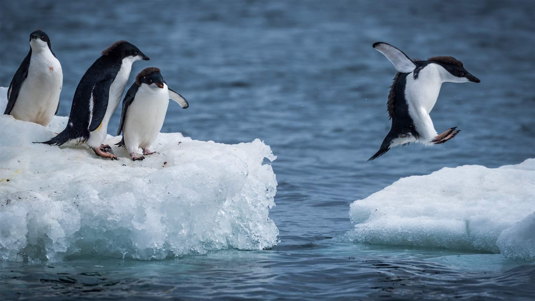 The Adélie Penguins (Pygoscelis adeliae) Information | Earth Life, image size:1820x1024