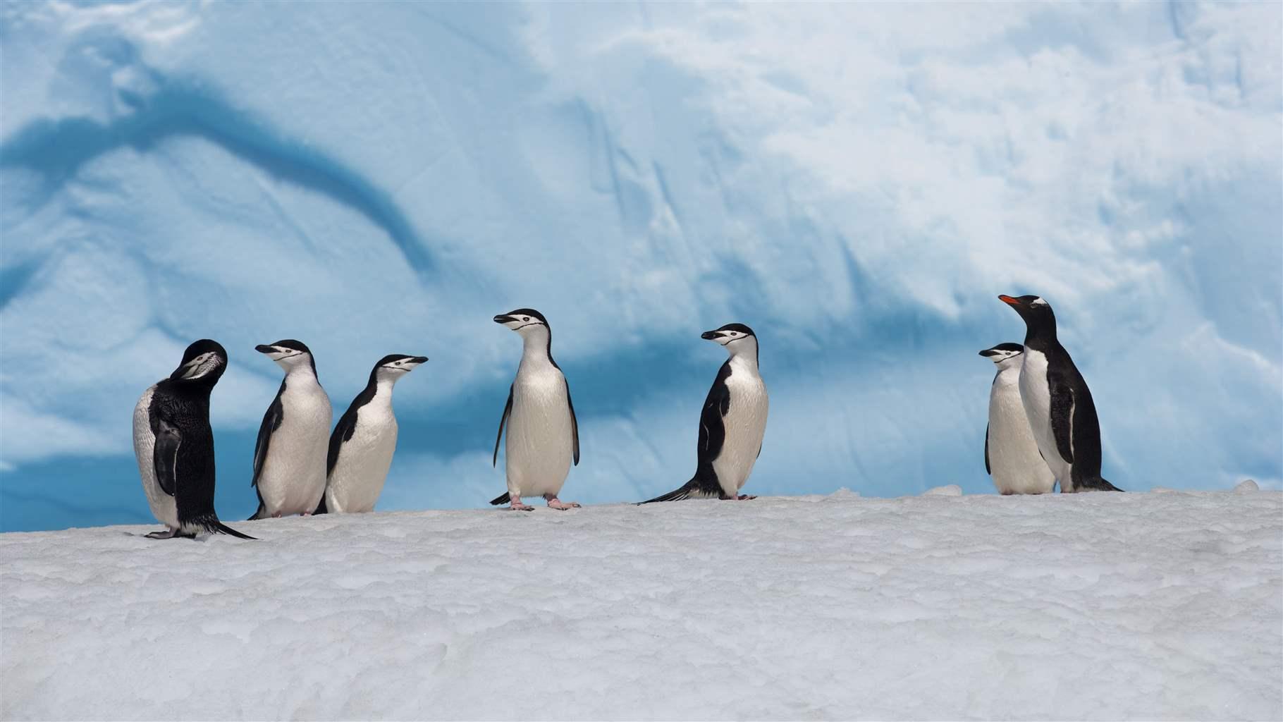 7 Antarctic Penguins standing together on a mount of ice against an icy backdrop