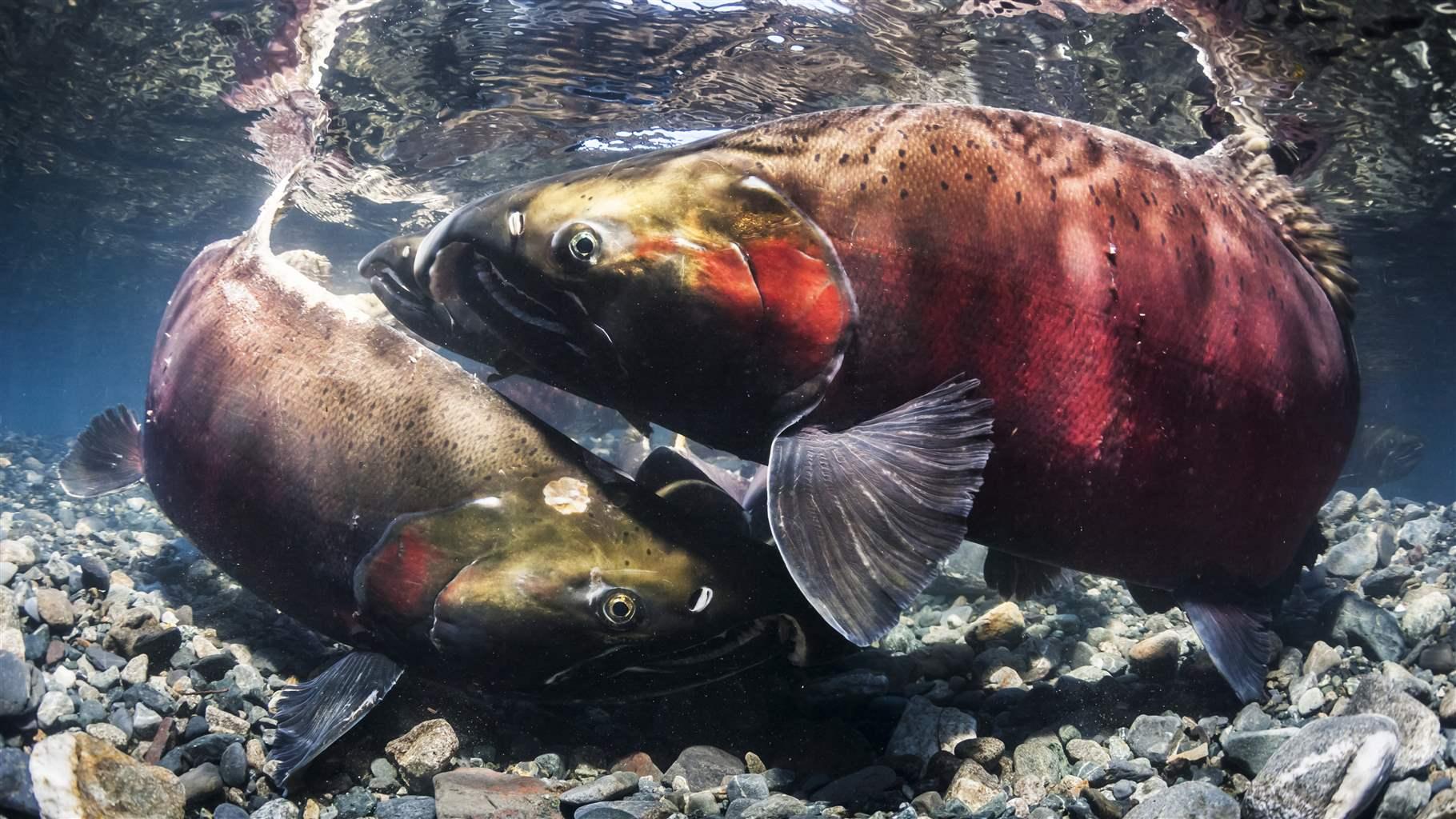 Coregon In Oregon, 2 Coastal Projects Could Help Salmon—and Communities | The ...