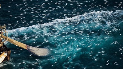 Birds above fishing catch