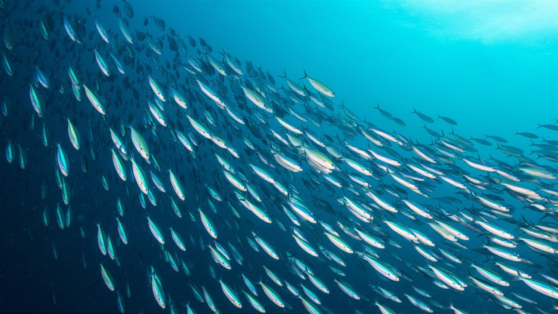 How the WTO Can Save Fish for the Future | The Pew Charitable Trusts